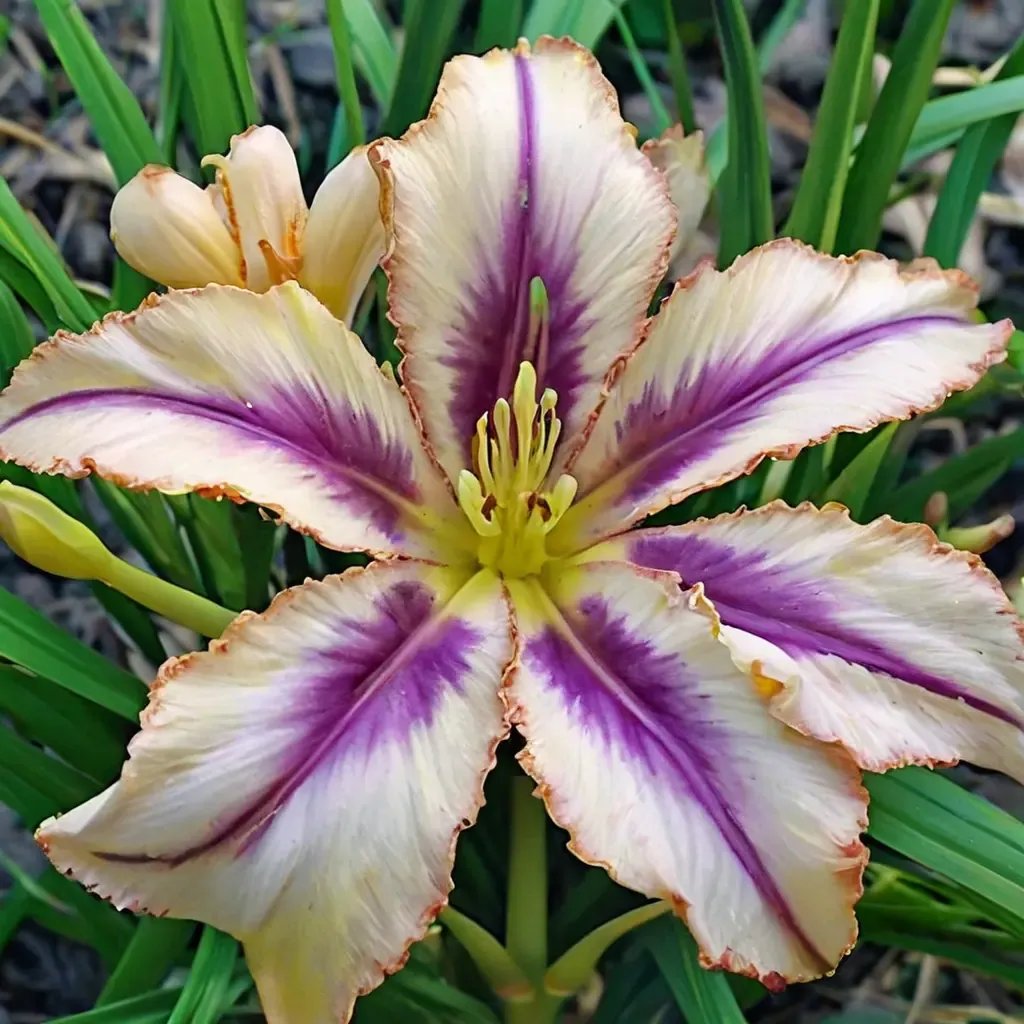 Hemerocallis x hybrida 'Destined To See Fragrant'