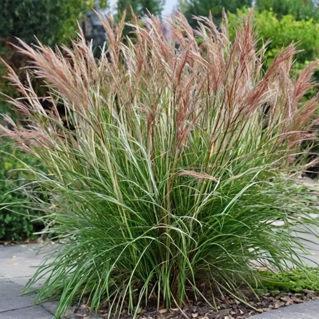 Miscanthus sinensis 'Kleine Silberspinne'