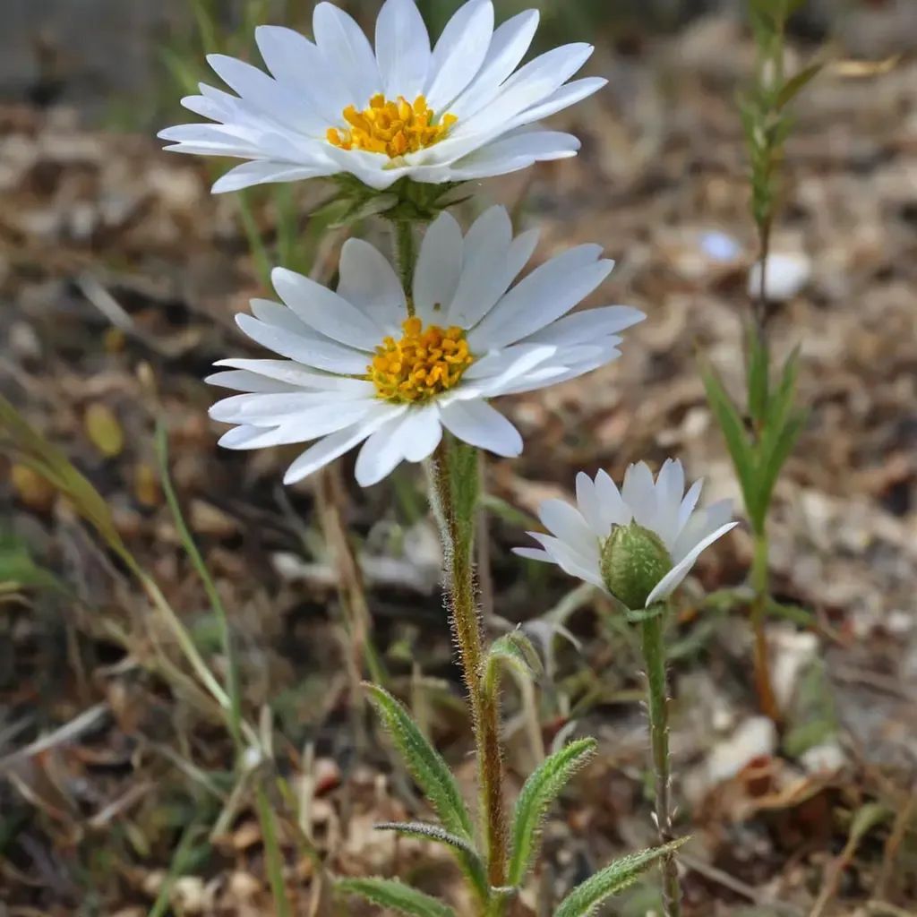 Layia glandulosa