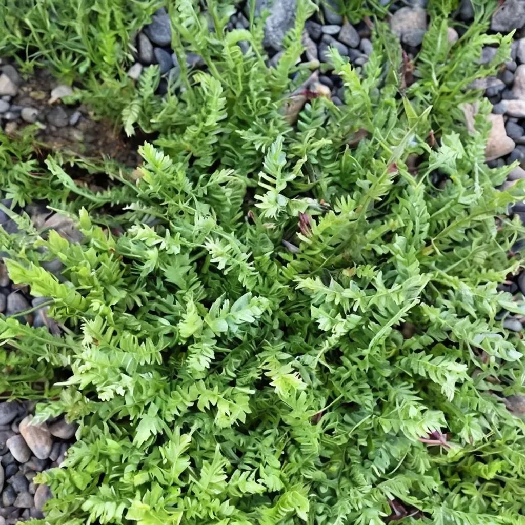 Leptinella potentillina 'Brass Buttons'