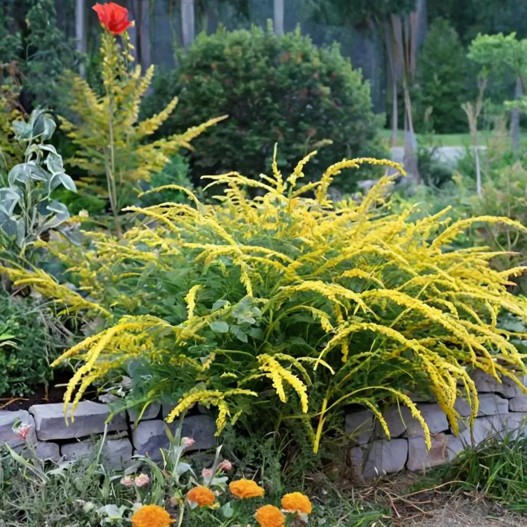 Wrinkleleaf goldenrod