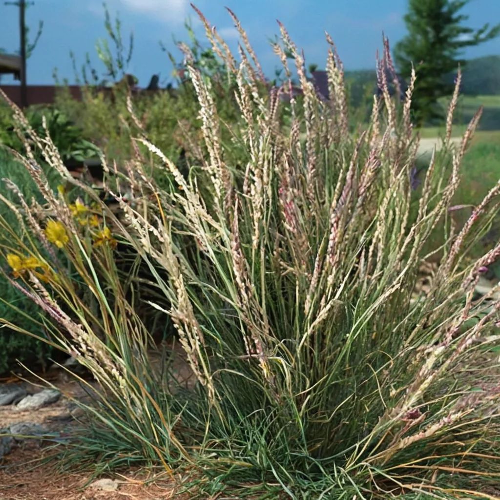 Bouteloua curtipendula