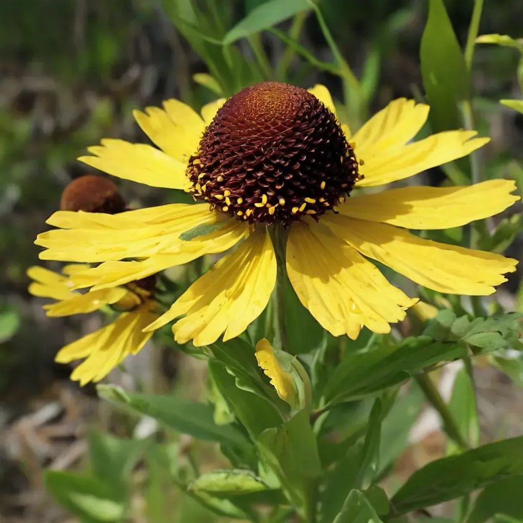 Helenium flexuosum