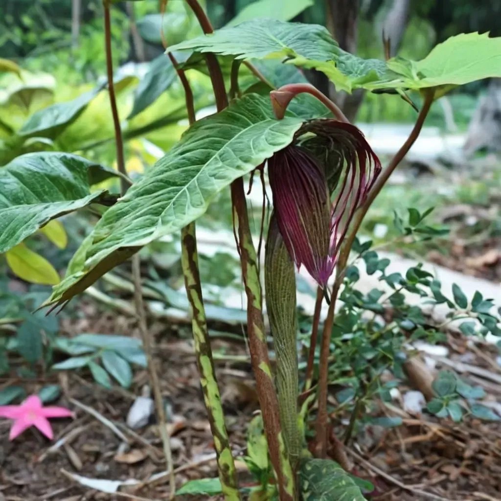 Arisaema speciosum 'Himalayan Giant'