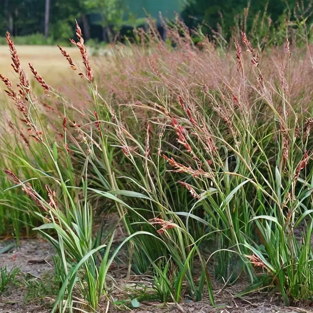 Panicum virgatum