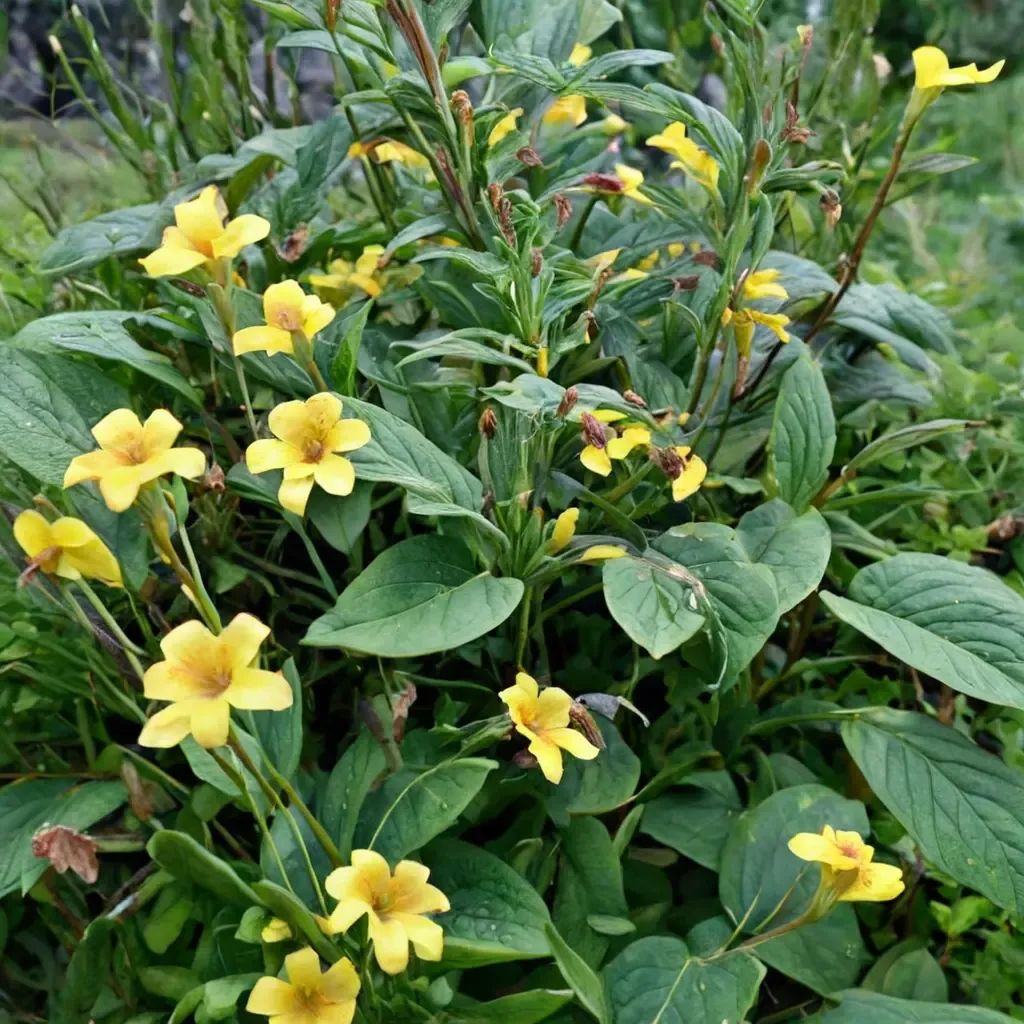 Mimulus fruticosus