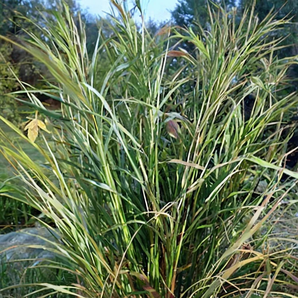 Miscanthus sinensis 'Kirk Alexander'