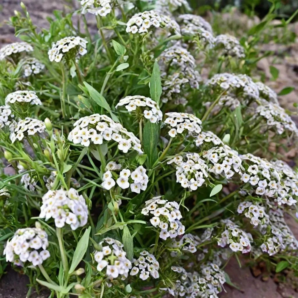 Lobularia maritima