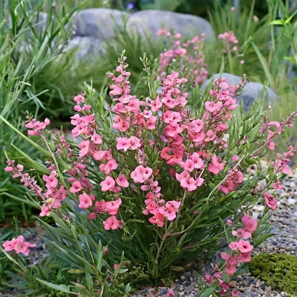Twinspur