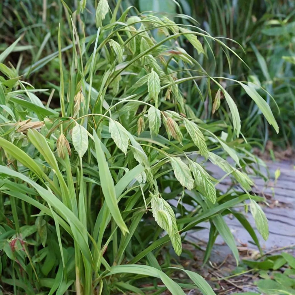 Chasmanthium latifolium