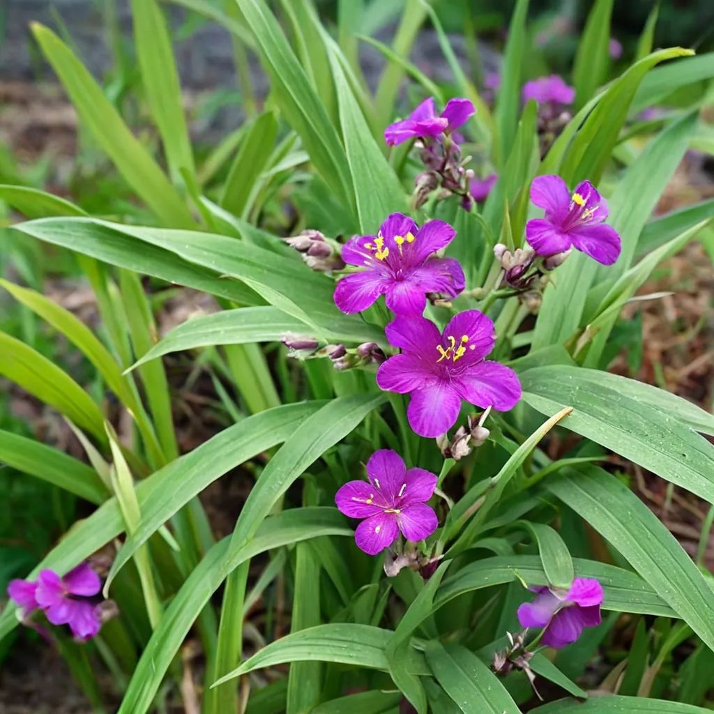 Tradescantia x andersoniana 'Karminglut'
