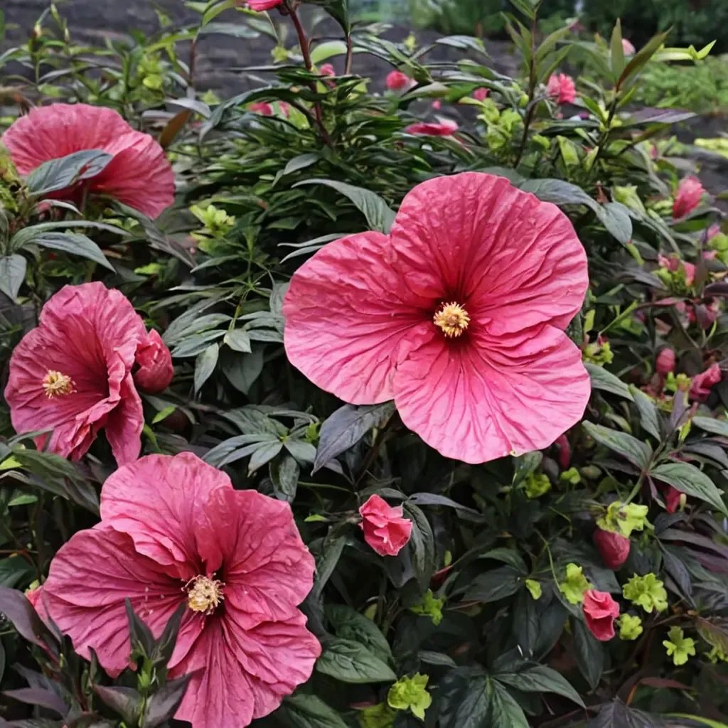 Hibiscus moscheutos 'Evening Rose'