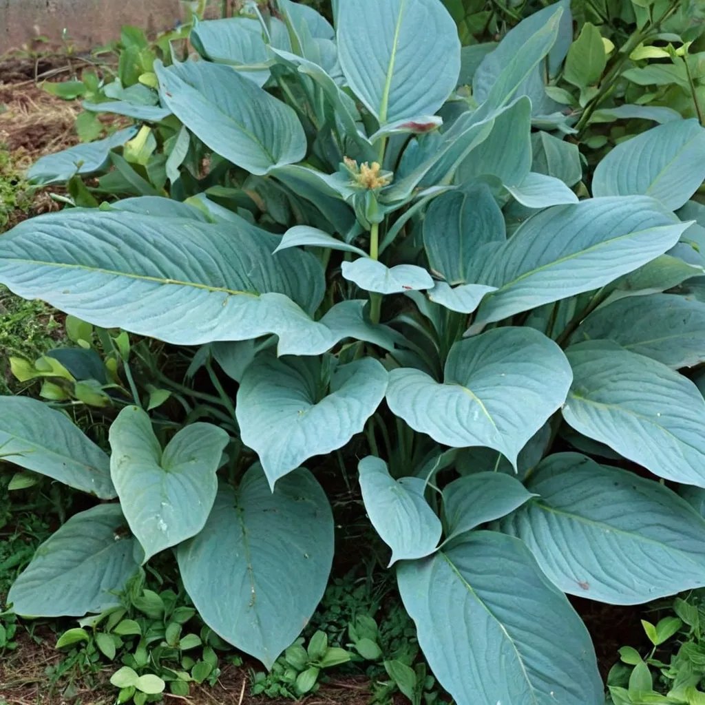 Hosta x hybrida 'Snowden'