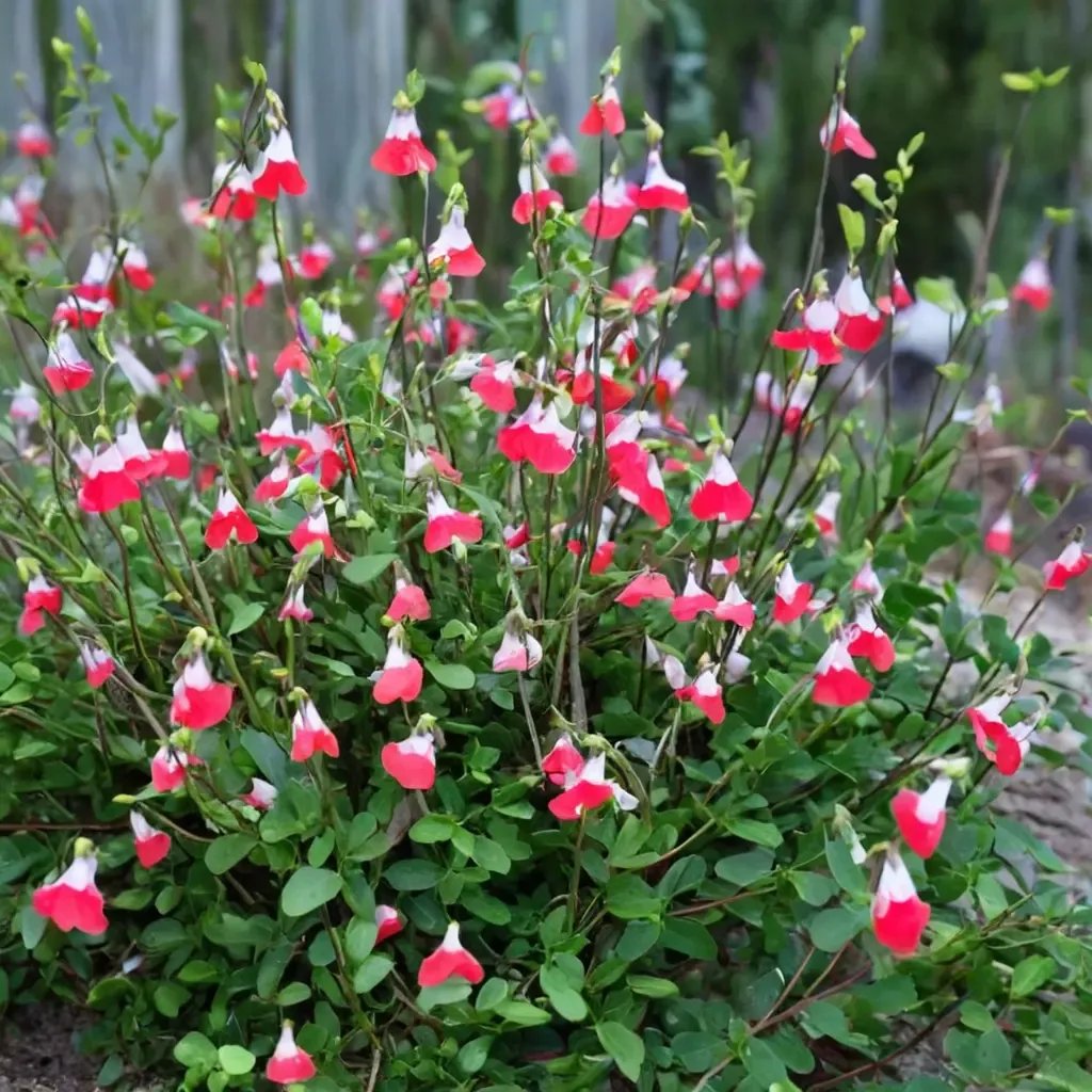 Salvia microphylla 'Hot Lips'