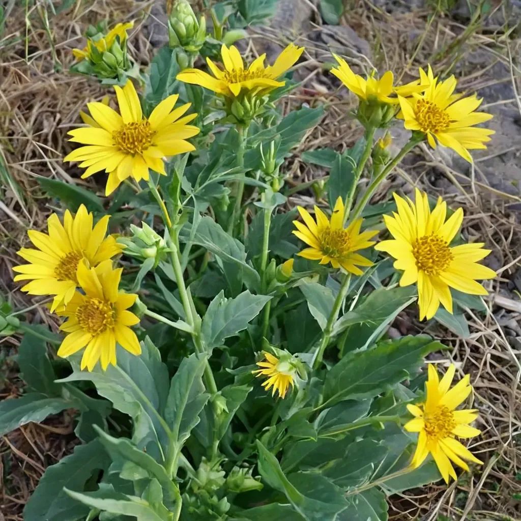 Verbesina encelioides
