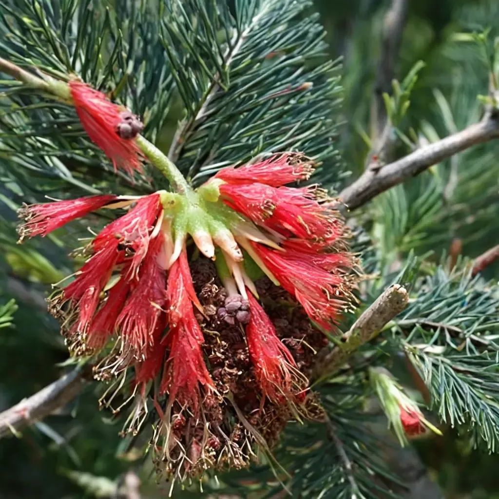 Calothamnus quadrifidus
