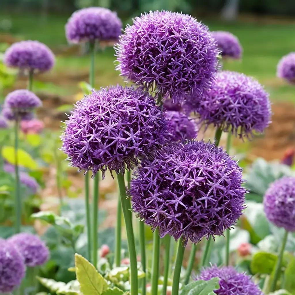 Ornamental Onion
