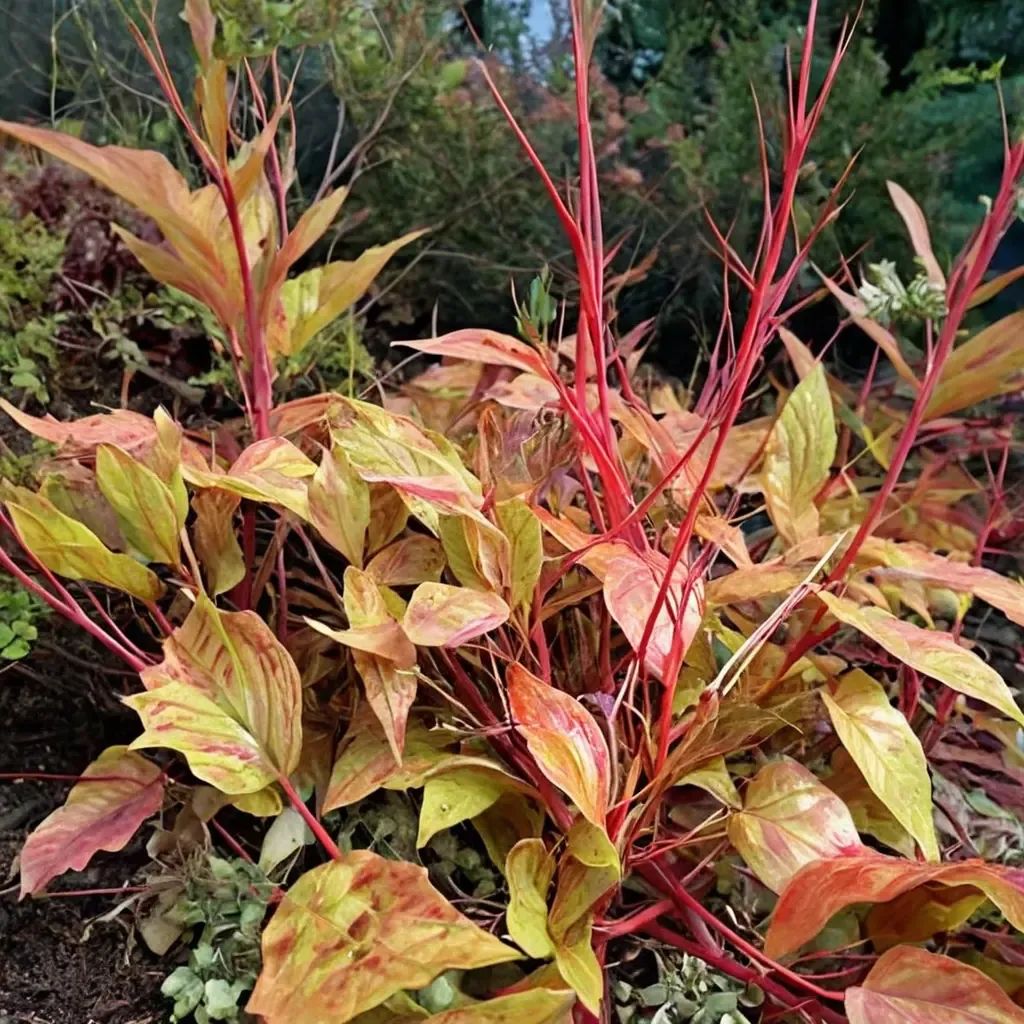 Cornus sanguinea 'Anny'