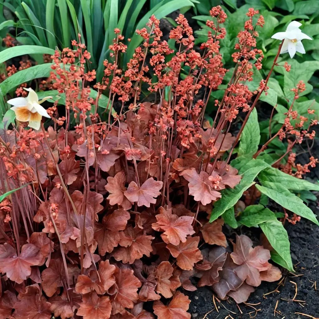 Heuchera sanguinea 'Cherry Cola'