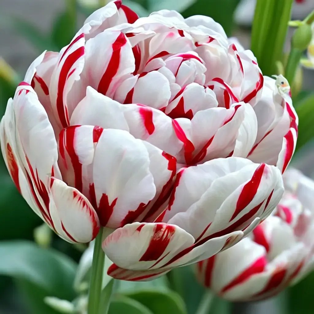 Tulipa tulipa 'Carnaval De Nice'