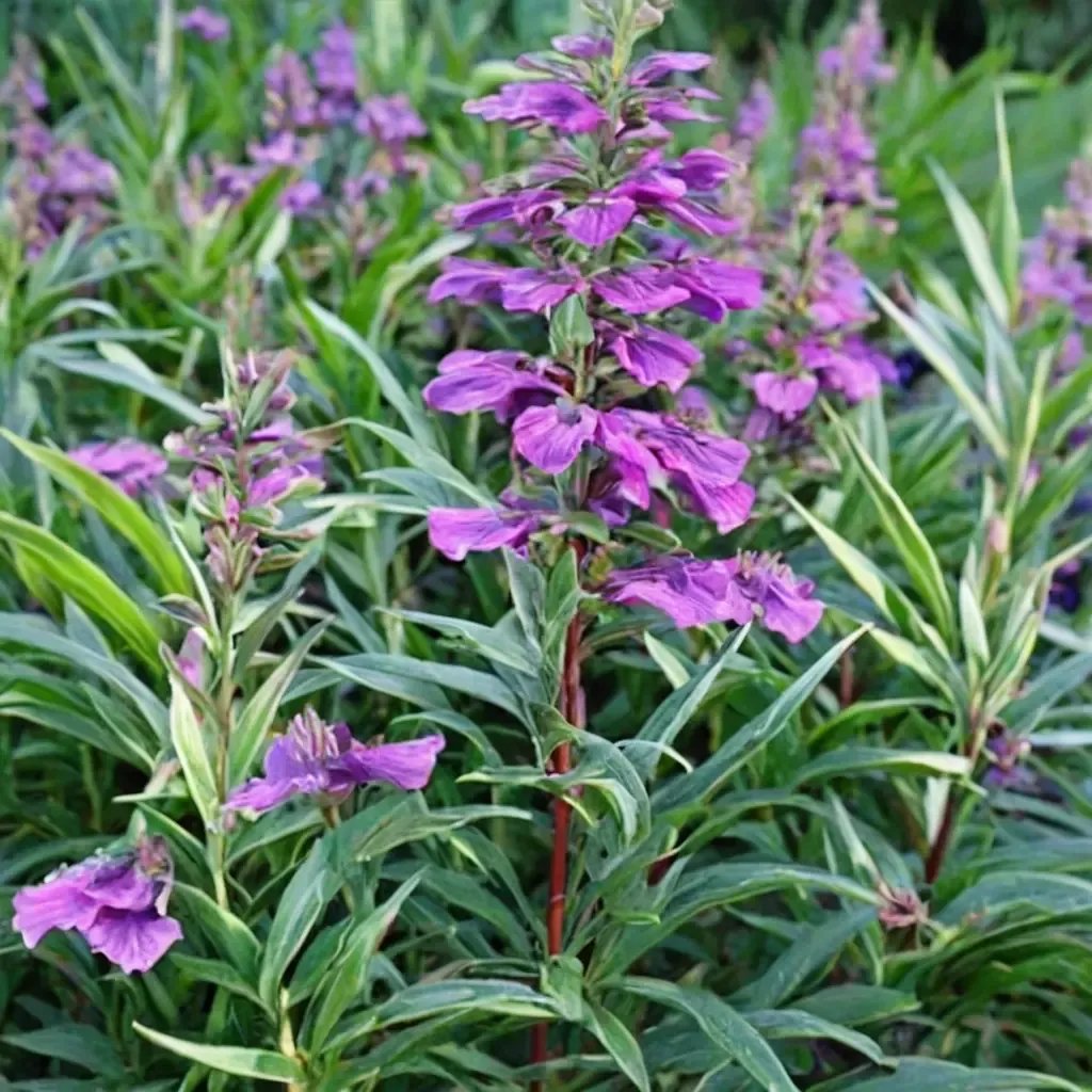 Penstemon x gloxinioides 'Midnight'