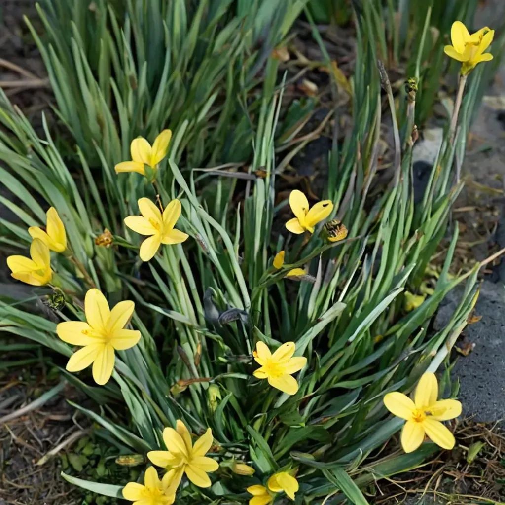 Sisyrinchium californicum