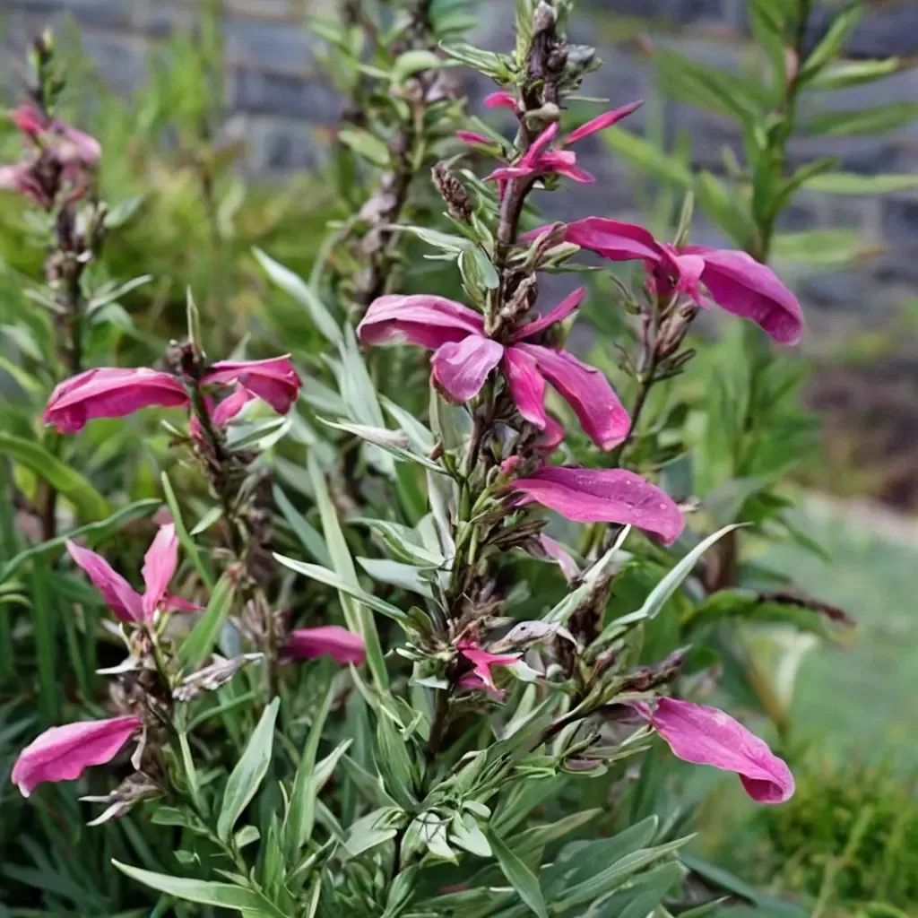 Salvia penstemonoides