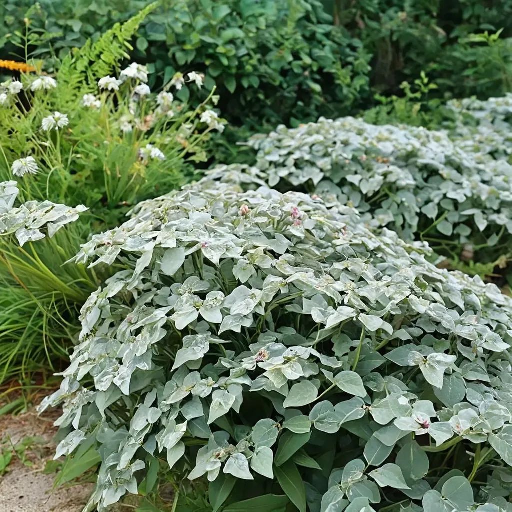 Pycnanthemum muticum