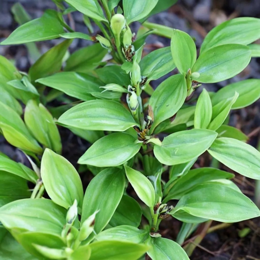 Disporopsis undulata 'Jade Point'