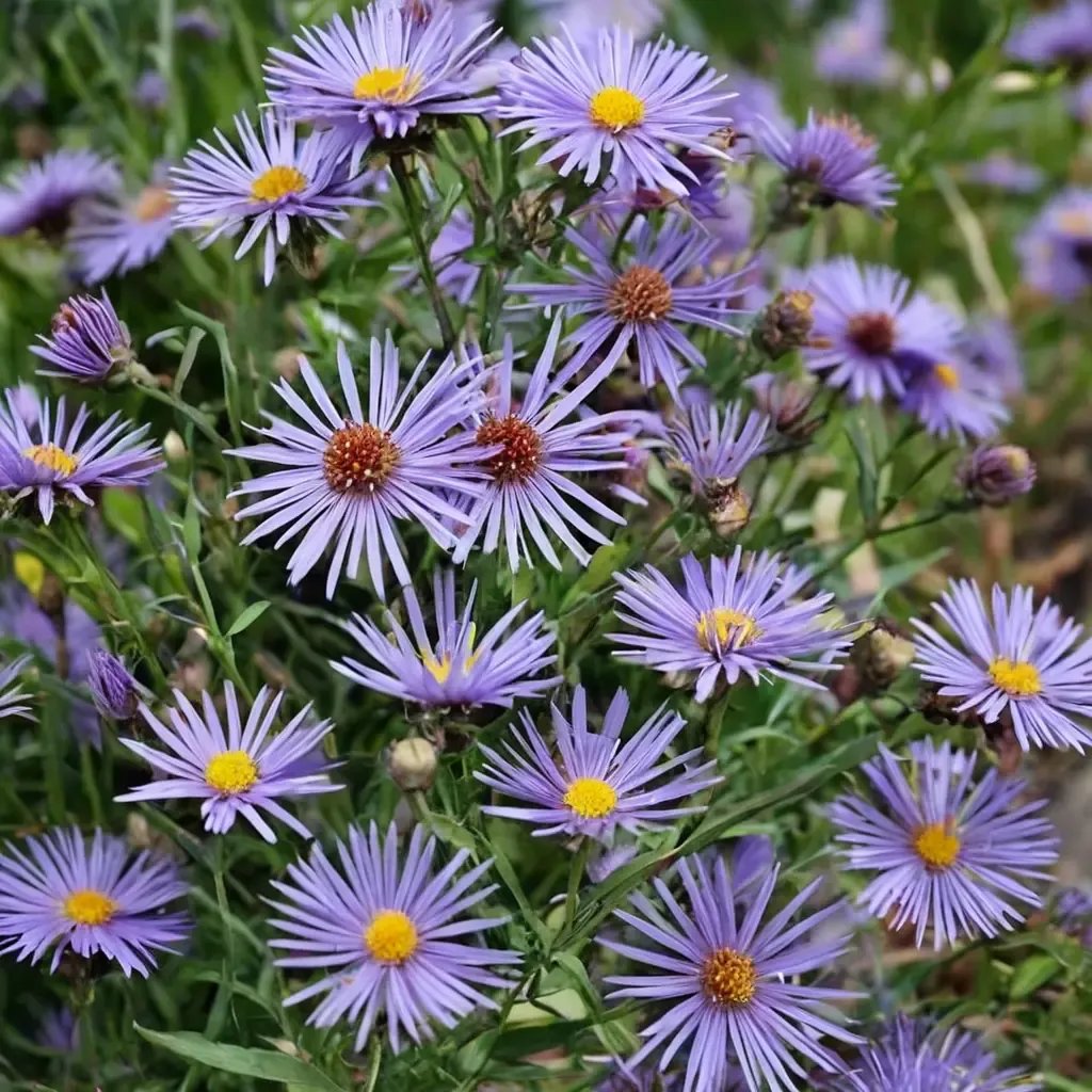Aster novae-angliae 'Treasure'