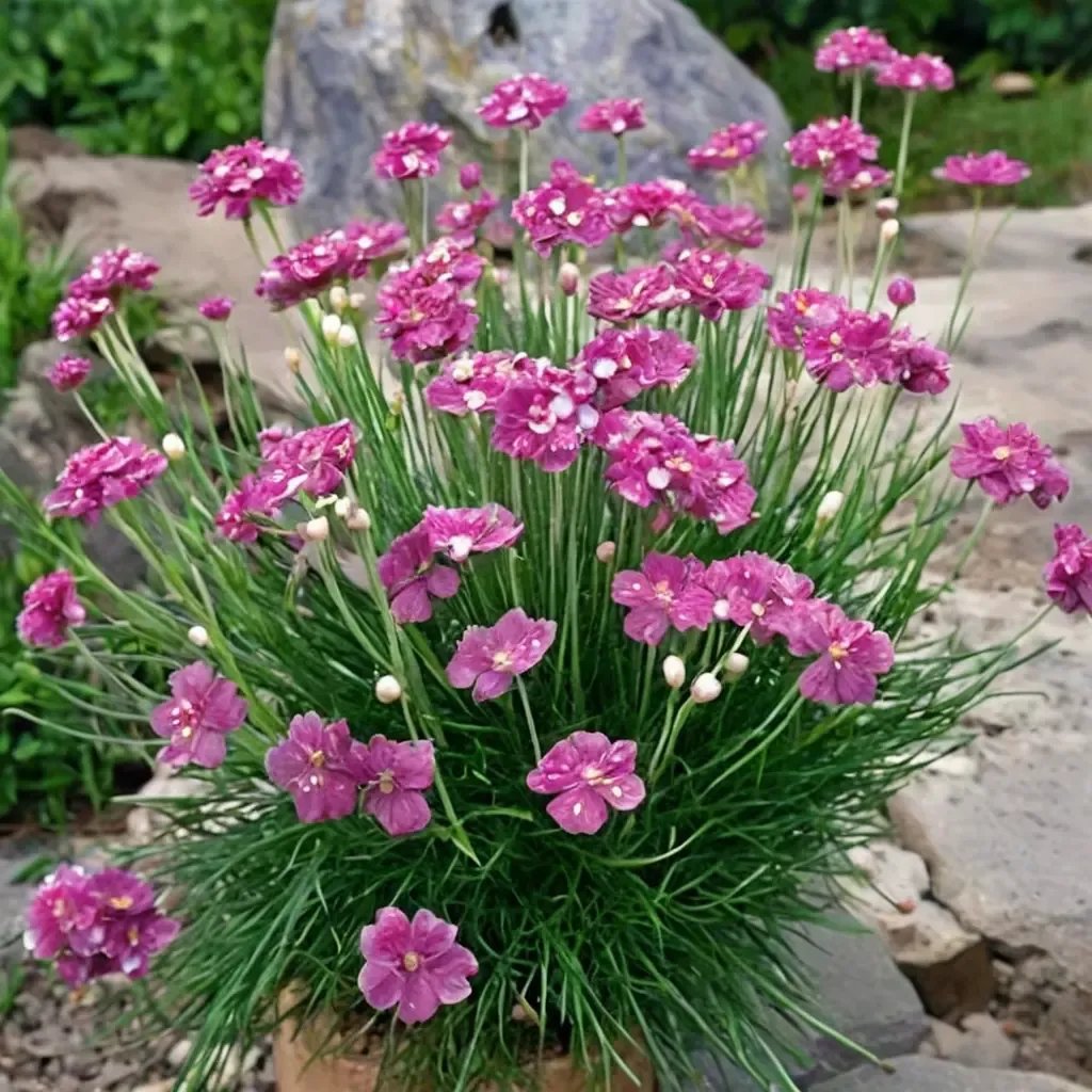 Armeria maritima 'Morning Star Rose'