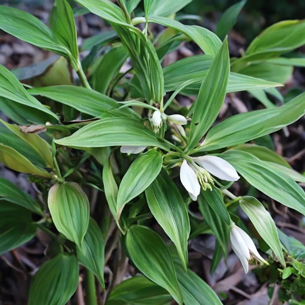 Disporopsis pernyi 'Xiao Chengdu'