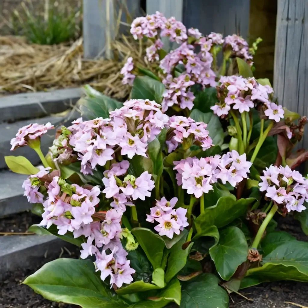 Bergenia crassifolia 'Fairytale Romance'