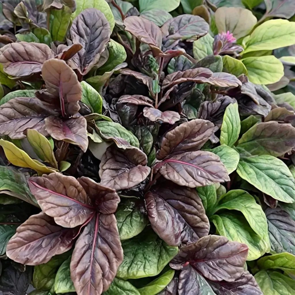 Ajuga reptans 'Fierce Falcon'