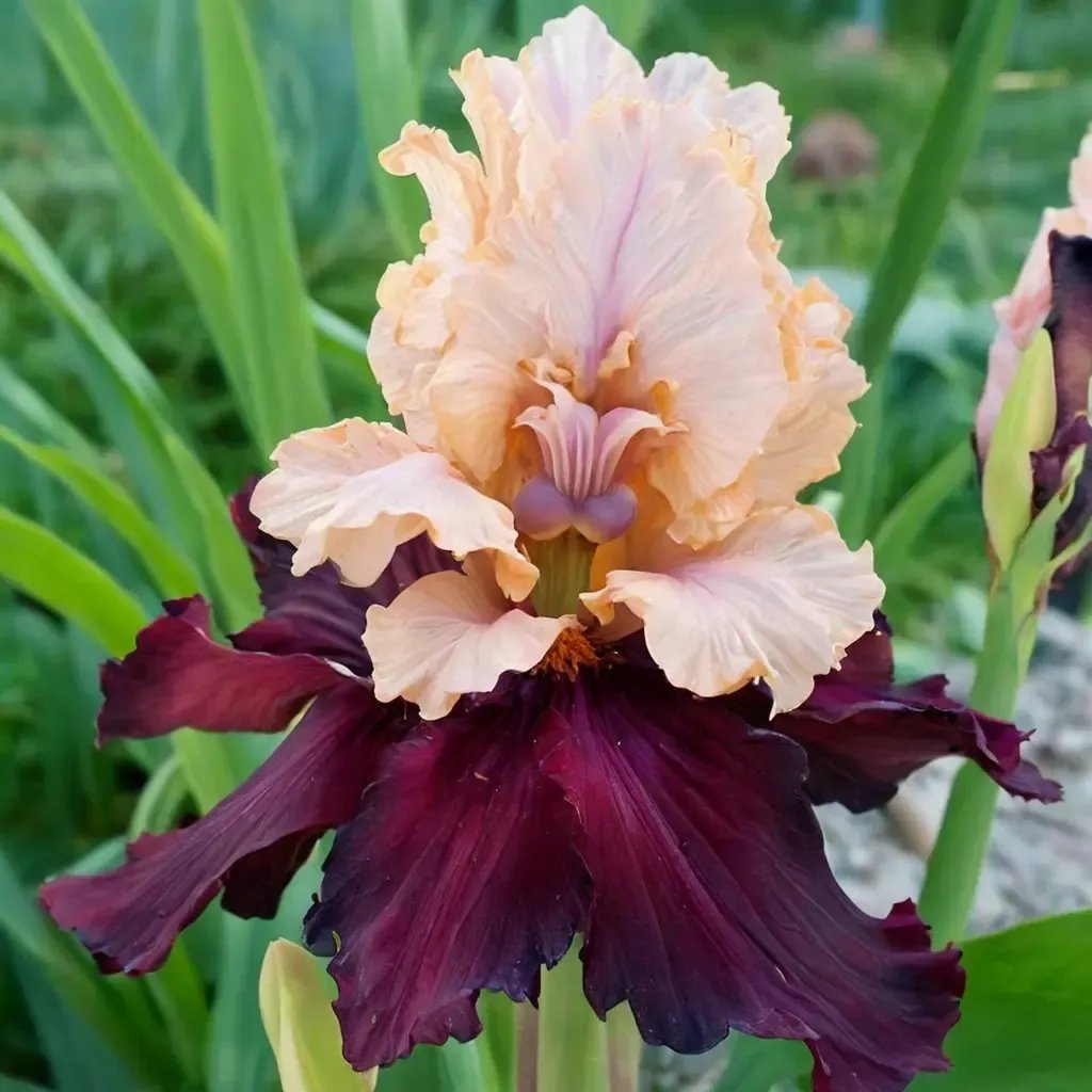 Iris x germanica 'Broad Shoulders'