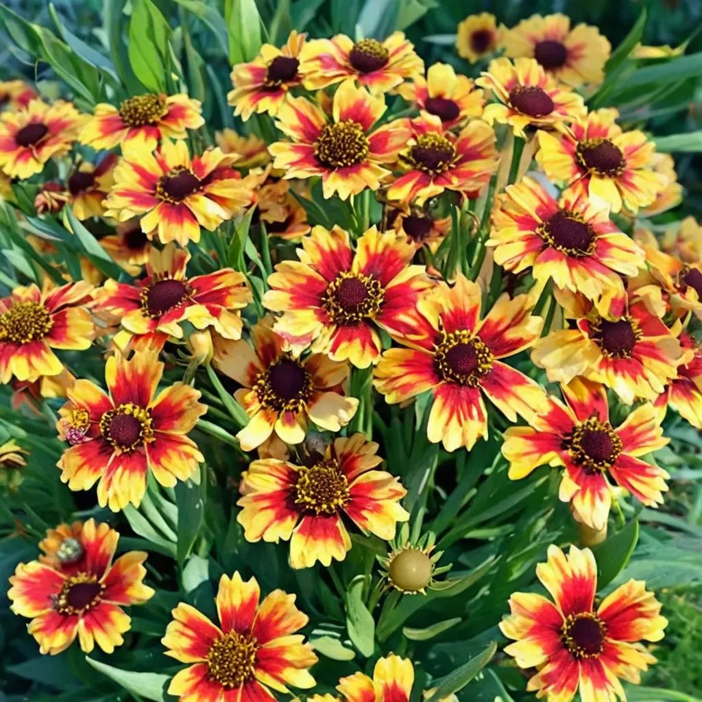 Helenium autumnale 'Feuersiegel'