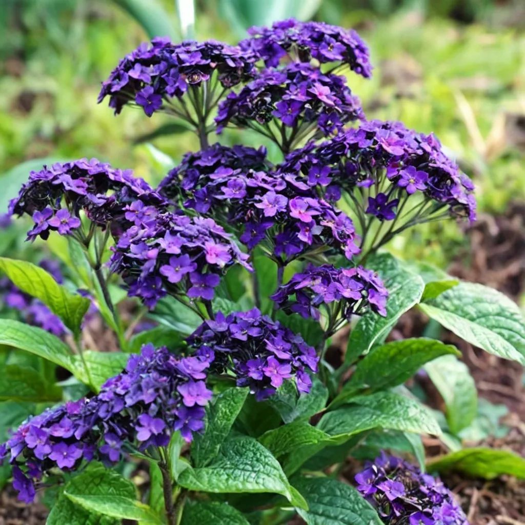 Heliotropium arborescens 'Marine'