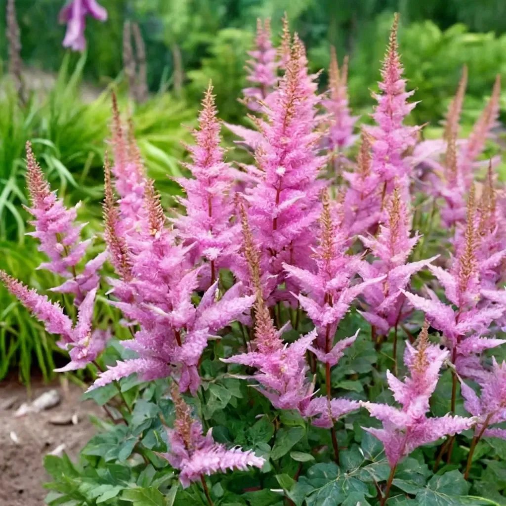 Astilbe x arendsii 'Amethyst'