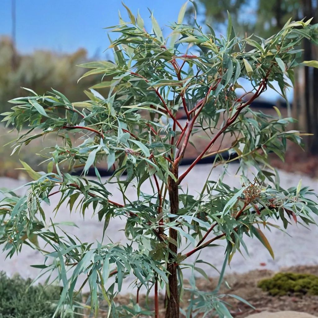 Eucalyptus nicholii