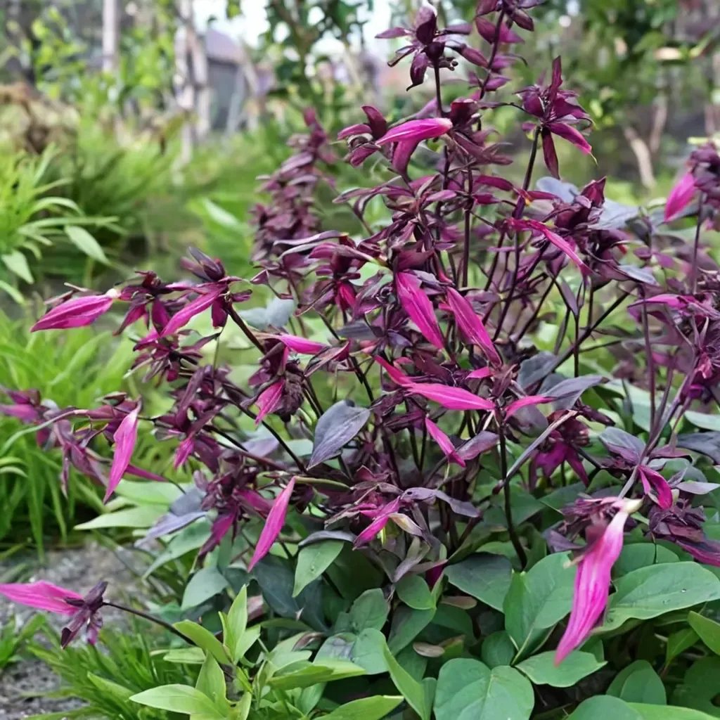 Salvia officinalis 'Love and Wishes'