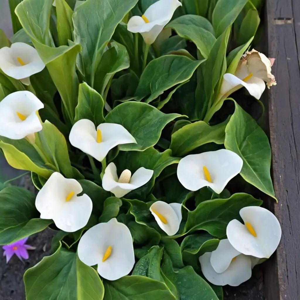 Zantedeschia aethiopica 'Flower Power'