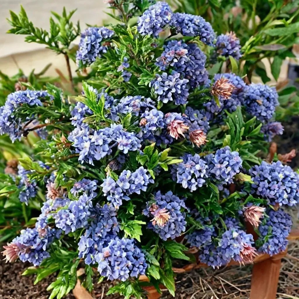 Ceanothus arborescens 'Wheeler Canyon'