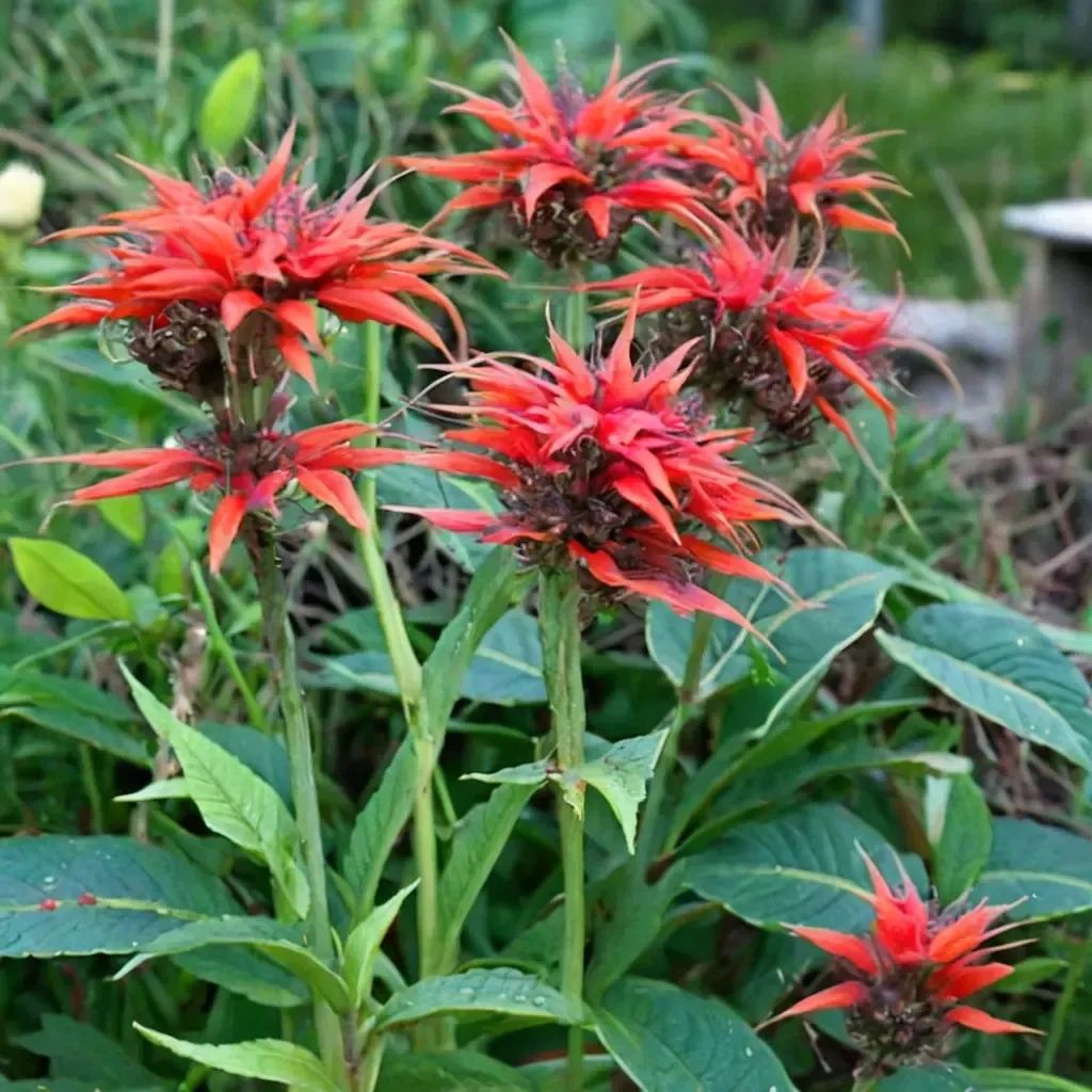 Monarda didyma 'Squaw'