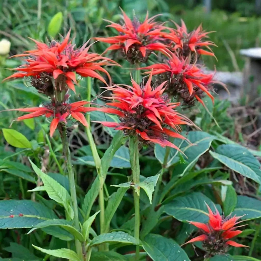 Monarda didyma 'Squaw'