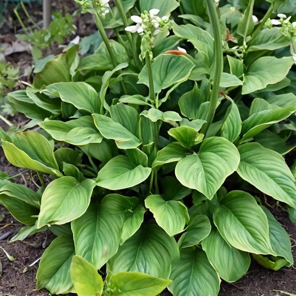 Hosta plantaginea 'Royal Crest'