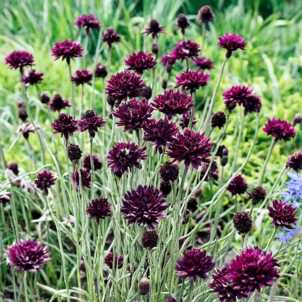 Centaurea cyanus 'Black Gem'