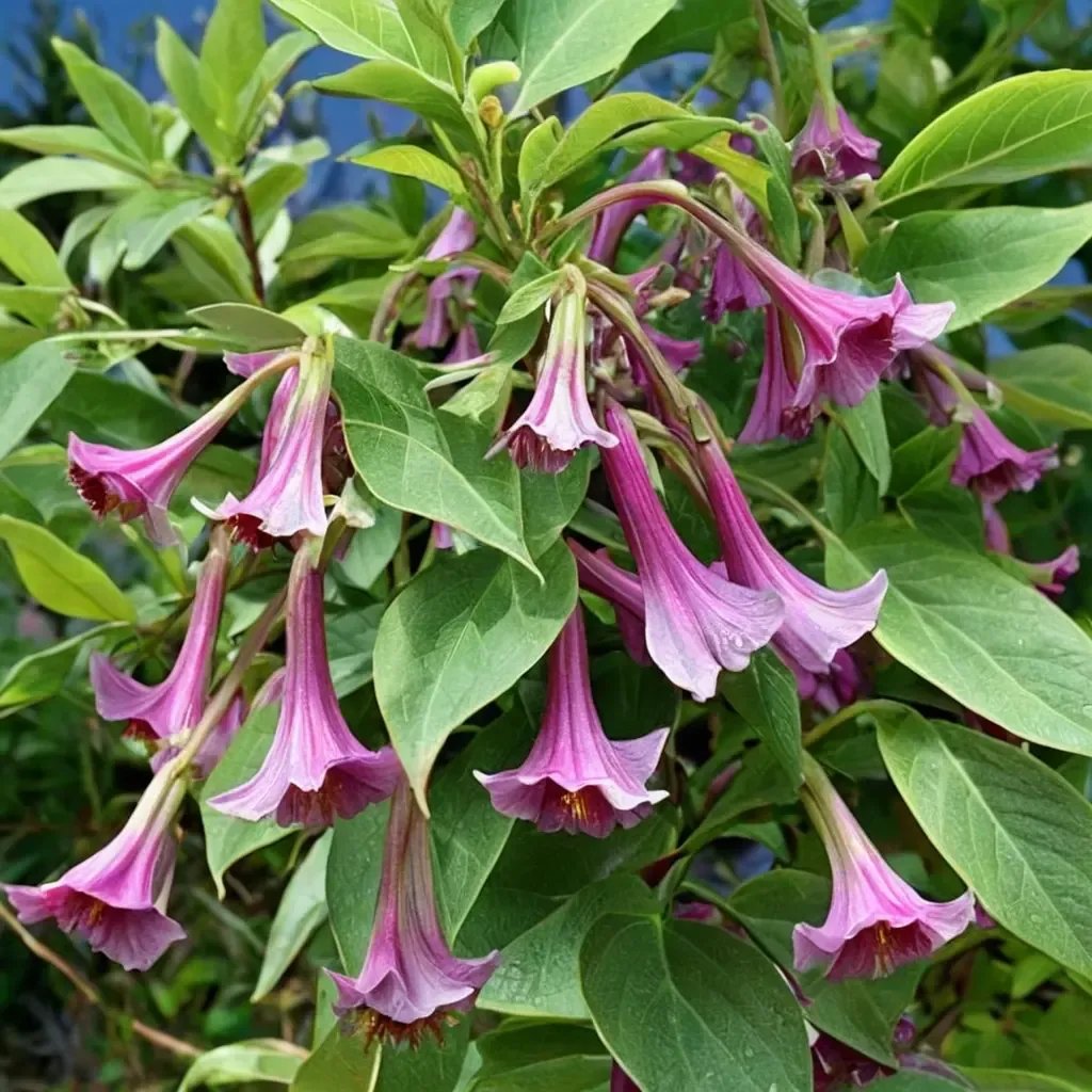Iochroma australe 'Princess'