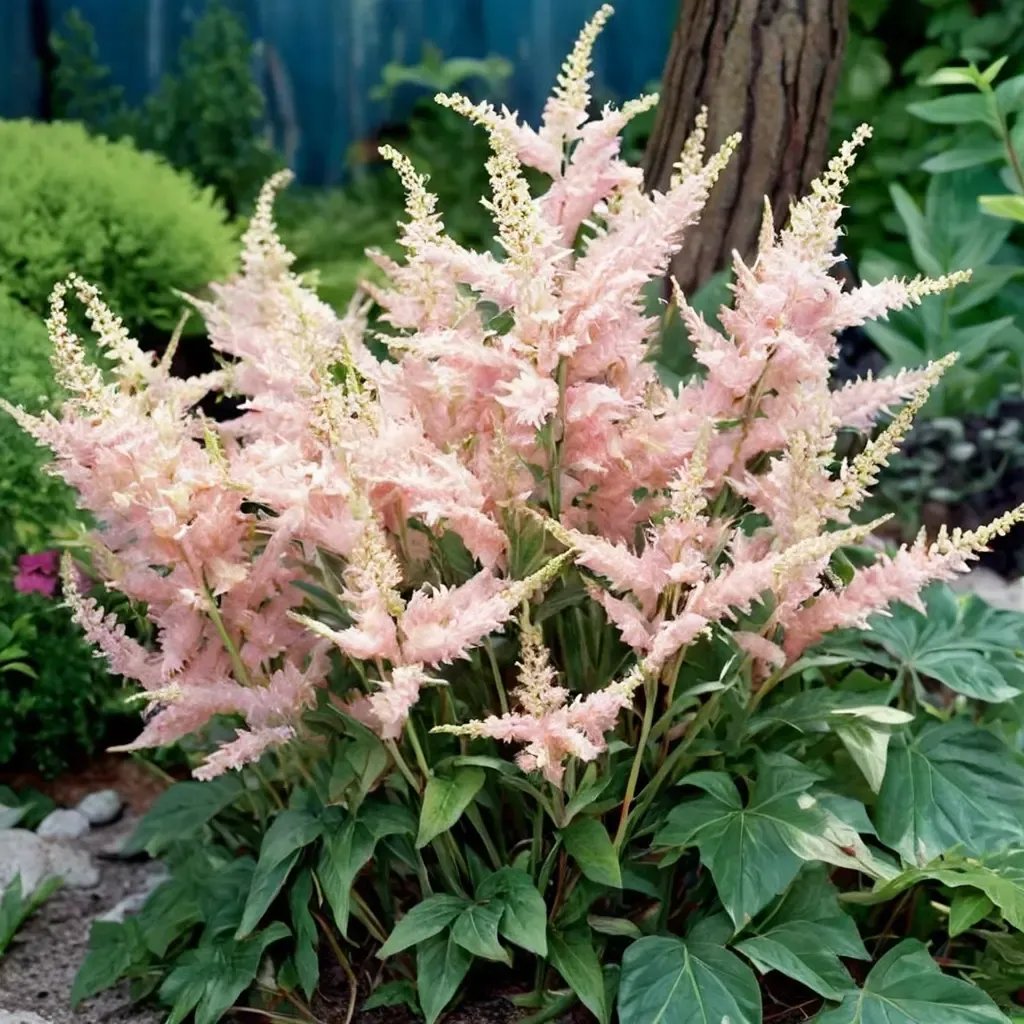 Astilbe astilbe 'Peach Blossom'