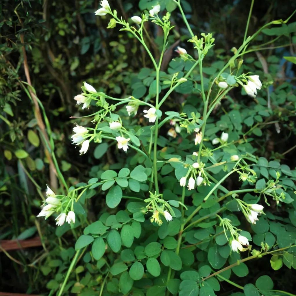 Boenninghausenia japonica
