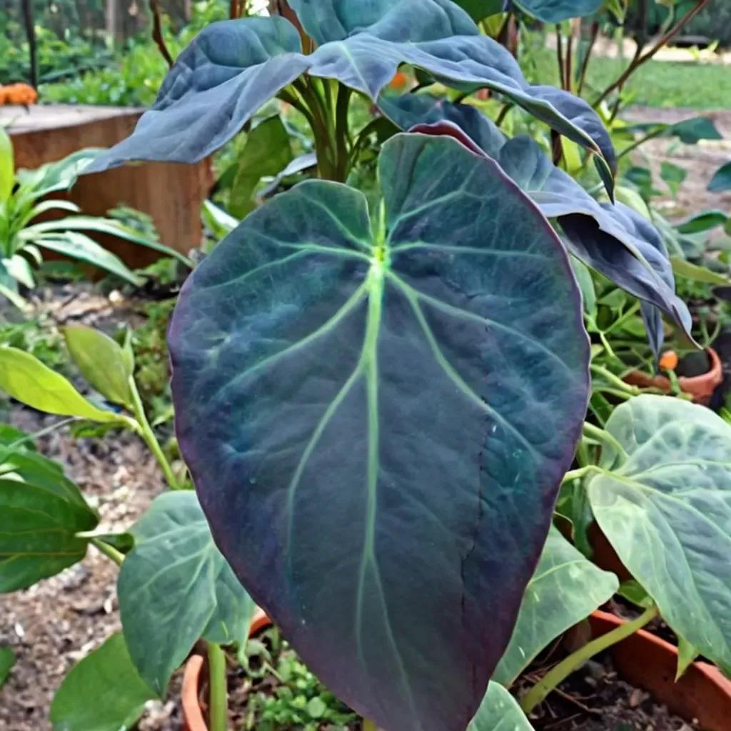 Taro